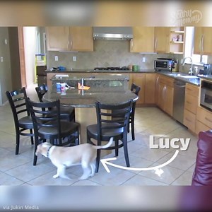 9.1M views · 43K reactions | This dog just didn't give up. | Scary Mommy Time Out | Facebook