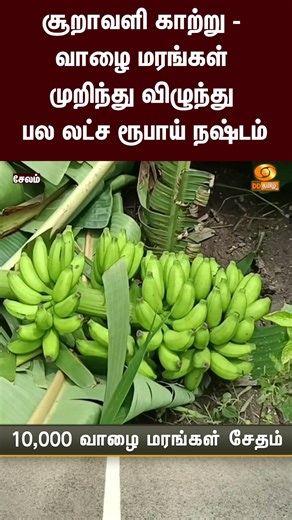 சேலம் | சூறாவளி காற்று - வாழை மரங்கள் முறிந்து விழுந்து பல லட்ச ரூபாய் நஷ்டம்