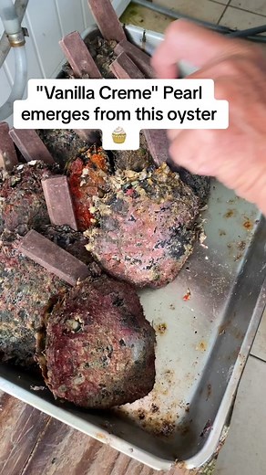 Vanilla White Pearl Emerges from Oyster