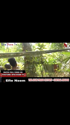 48K views · 471 reactions | The biggest and oldest mango tree in Ghana is 338 years - efie nsem | Efie Nsem Spiritual Tv | Facebook