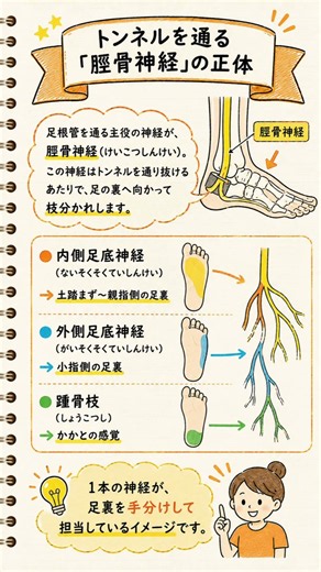 今回は「足裏のしびれと足根管（そっこんかん）」について解説します！