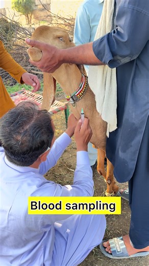 Collection of Blood Samples Procedure Explained