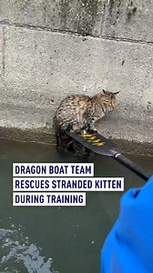 1M views · 26K reactions | During a routine training session in East China’s Suzhou City, Jiangsu Province, a dragon boat team spotted a kitten trapped by the riverbank. Without hesitation, the team turned back and used their paddles to carefully lift the scared little kitten to safety. #DragonBoat #KittenRescue #Heartwarming #Suzhou #Animals | CGTNEurope | Facebook