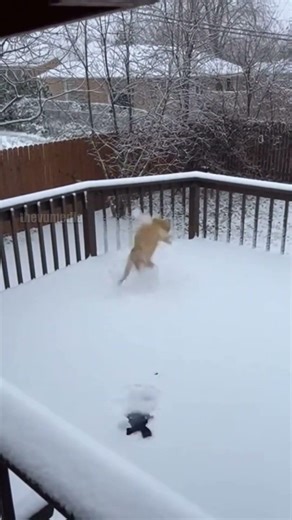 A homeowner’s security camera catches cat epic fail!