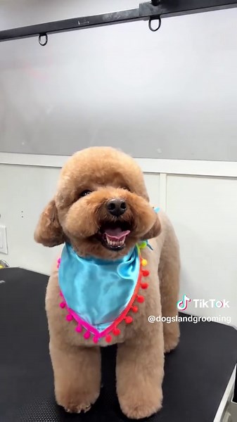 Transforma a tu perro en Dog's Land Grooming