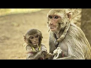 The Monkey Player - Lords of the Animals