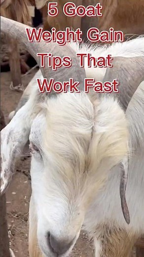5 Goat Weight Gain Tips That Work Fast