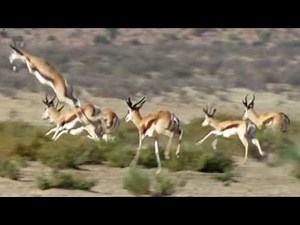 Cheetah Family vs Springbok | Wild Africa | BBC Studios
