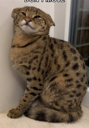 Understanding Savannah Cats and Their Unique Traits