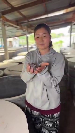 Breading rats for food in China 🇨🇳!