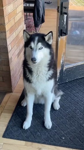 Archer's Cost-of-Living Adjustment Strike | Siberian Husky