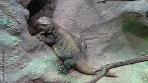 Chuckwalla lizard, Sauromalus ater are found primarily in arid regions of the southwestern United States and northern Mexico