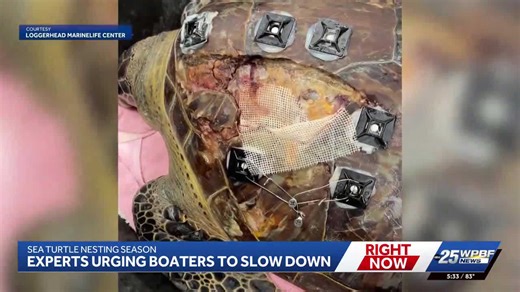4 leatherback sea turtles killed in Palm Beach County boat strikes
