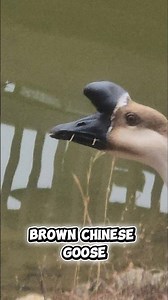 Rare Brown Chinese Goose #wildlife #animals #nature #birds #shorts