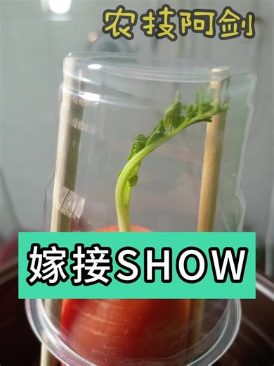 嫁接了十种植物