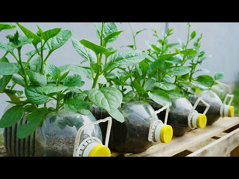 How to grow spinach in plastic bottles for beginners