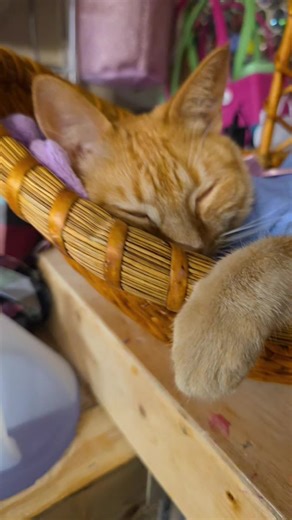 Jojo's Creations & More (@jodyparrish)’s videos with iko iko - voval