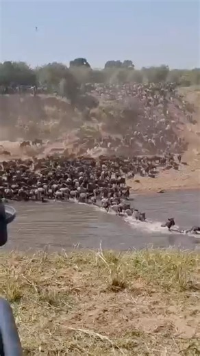Antelope Herd Crosses the Mara River!