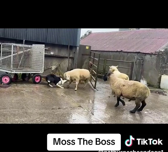 Moss Moving Rams #sheep #Rams #sheepdogs #dogs #studdog