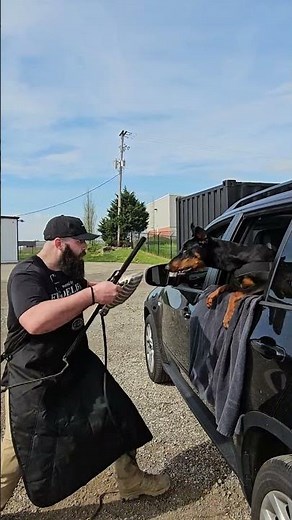 Doberman Boris at 9 months | Carjacking Defense Training | Priority 1 Canine