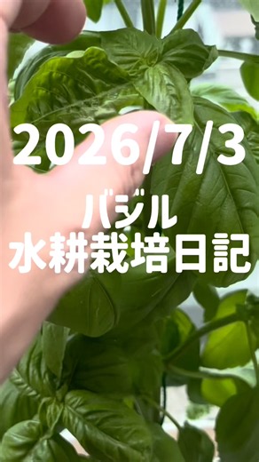 8/3/2026 Basil Hydroponics Diary