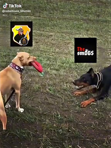 @DRUBi GUNNER @kado @Bakba @T Rap @androx acho JD... acho aline rebelliones😝😎👍🤙🤘