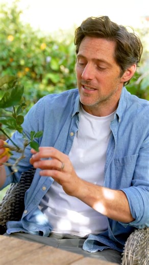 Gall wasp? Stay proactive and protect your crop. Control aphid outbreaks with Beat-A-Bug, a naturally based insect spray. | Richgro Garden Products