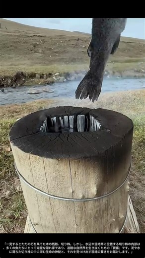 【現場の技術】自然の迷宮：切り株（Stump）の中に潜む魚と「知られざる生態系」