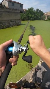 394K views · 3.8K reactions | Catching Snakehead Fish – Power on the Rod  A hard strike and the snakehead is hooked! Wild action from start to finish in this thrilling catch.  #SnakeheadFishing #HookedUp #Fishing #SnakeheadFish #WildSnakehead #FishingLife #FishingAdventure #FreshwaterFishing #CatchAndRelease | Fish Seeking | Facebook