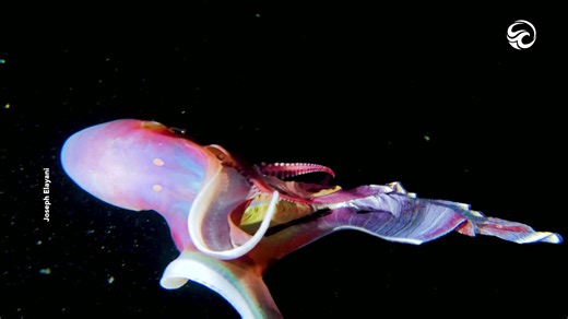 Rare and elusive blanket octopus spotted