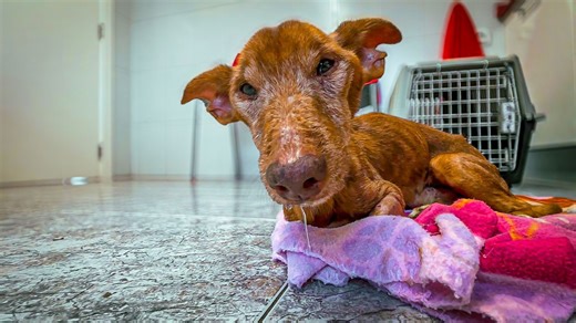 The heartbreaking health battle of Frodo the rescue dog