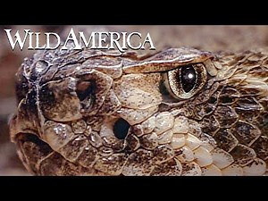 Wild America | S4 E7 Snakedance | Full Episode HD