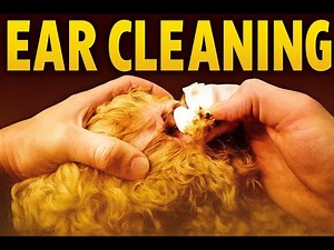 YIKES! Extra Hairy Dog Ear Cleaning #satisfying #earcleaning #grooming DoggieStylesPOV