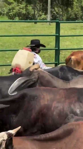 Amazing Ranch Life With Horses & Cows | Horse Riding and Animal Care in Nature #cattlefarm