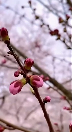🌸「10秒樱花盛开，春天真的来了」🌸「Cherry Blossoms Bloom in 10 Seconds – Spring Time-Lapse」