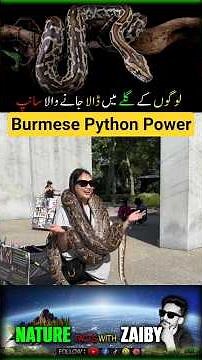 Burmese Python (Python bivittatus) — The 20-Foot Giant Snake! 😳🐍