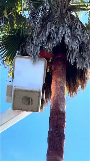 palm tree trimming amd peeeling