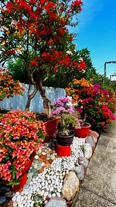 beautiful garden of Sarangani Highlands #garden #bougainvillea #bougainvilleaflowers #fbreels2024 #reelsfacebook #followerseveryonehighlights | Ed Cel