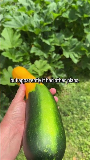 The Zucchini That Couldn’t Pick a Colour