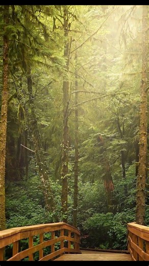 Wooden Path Through the Rainforest