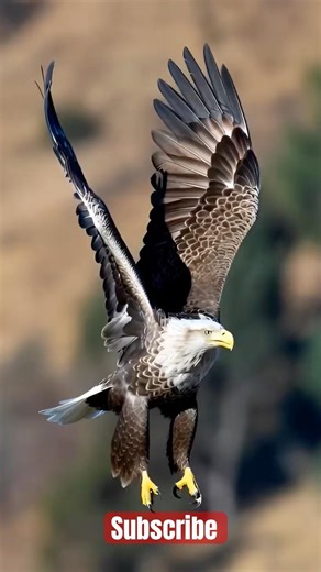 EAGLE 😱 #animals #wildlife #nature