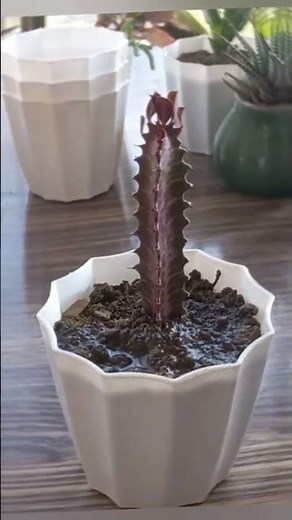 How To Grow Cactus From Cuttings | How To Propagate Cactus - How To Grow Cactus At Home #cactus