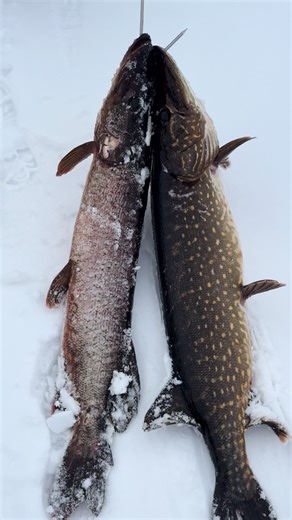 Тьома (@artem_konko_)’s videos with winter wonders - Aurenth