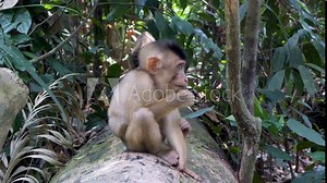 pigtail macaque (Macaca nemestrina), species of primate, family Cercopithecidae