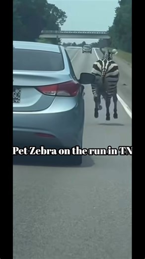 543K views · 3.5K reactions | NO, YOUR EYES AREN’T PLAYING TRICKS ON...