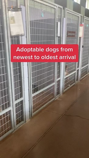 Adoptable Dogs Waiting for Forever Homes