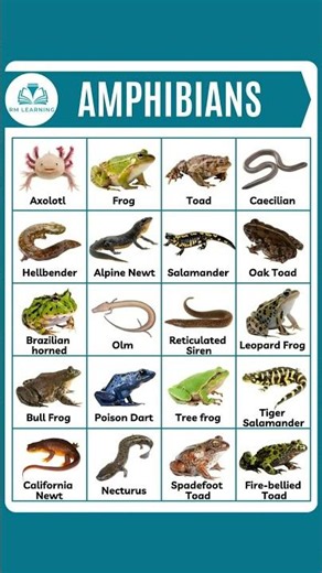 Amphibians / Amphibians Name in English #amphibians #shortsfeed #vocabulary #rmlearning