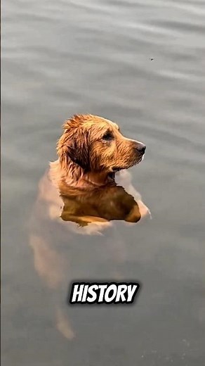 Why Dogs Go Crazy for Swimming! 🐶💦 #dogs #aww #dogslivesmatter