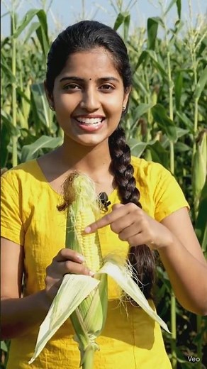 Botany of Corn: Kernels, Silks, and the Science of Zea mays🌽