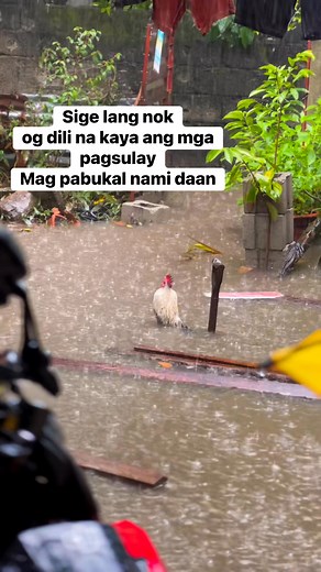 Sige lang nok | Soy Man